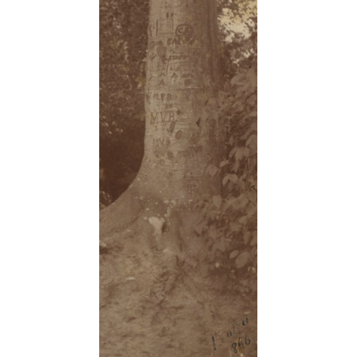 Lady In Victorian Dress Looks At Bark Scratches On Tree (Vintage Photo 1896)