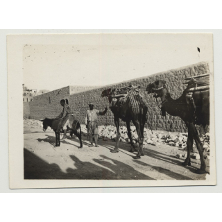2 Camels & Donkey In Front Of Bedouin Town (Vintage Photo B/W)