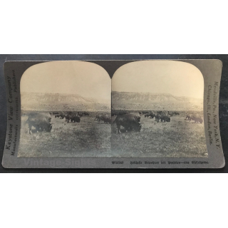 Keystone View Company W21248: Buffalo Herd In Prairie (Vintage Stereo Photo ~1900/1920)