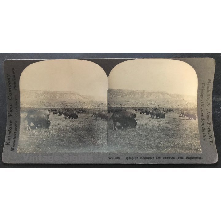 Keystone View Company W21248: Buffalo Herd In Prairie (Vintage Stereo Photo ~1900/1920)