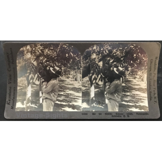 Keystone View Company 11521: Papaya Plantation Barranquilla (Vintage Stereo Photo ~1900/1920)