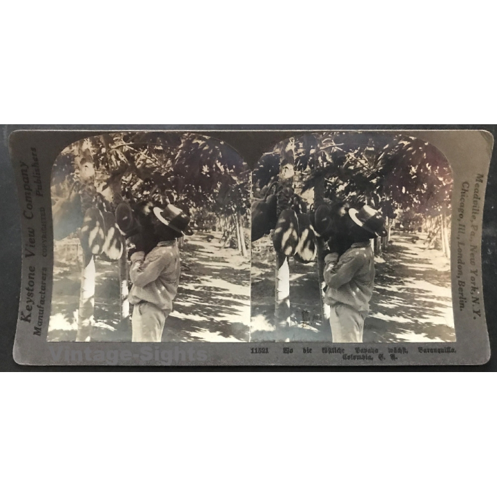 Keystone View Company 11521: Papaya Plantation Barranquilla (Vintage Stereo Photo ~1900/1920)