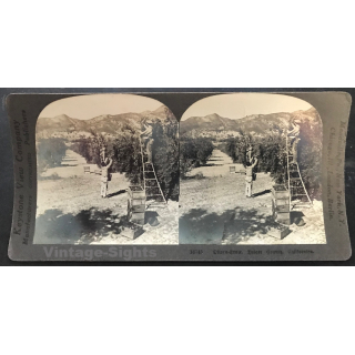 Keystone View Company 16745: Olive Harvest Tulare County (Vintage Stereo Photo ~1900/1920)