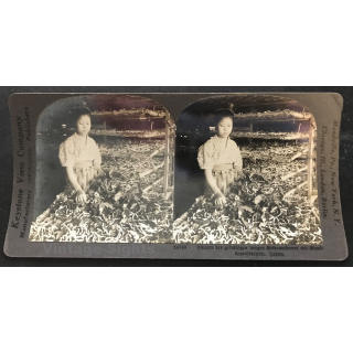 Keystone View Company 14748: Feeding Silkworms Mulberry Leaves (Vintage Stereo Photo ~1900/1920)