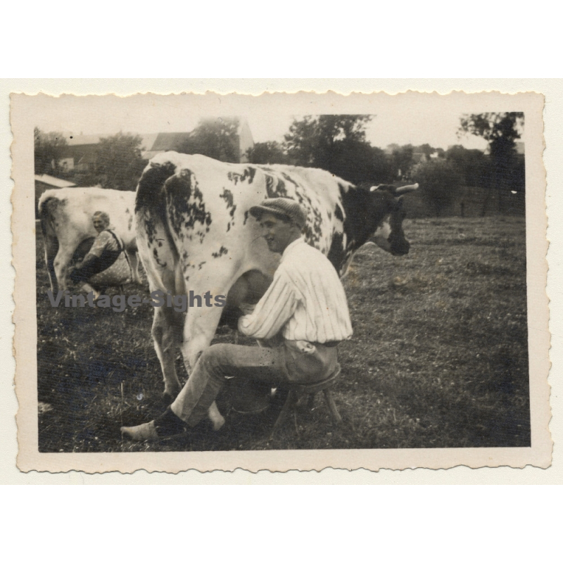 Belgium: Man & Woman Milking Cows / Dairy Farmer (Vintage Photo 1930s)