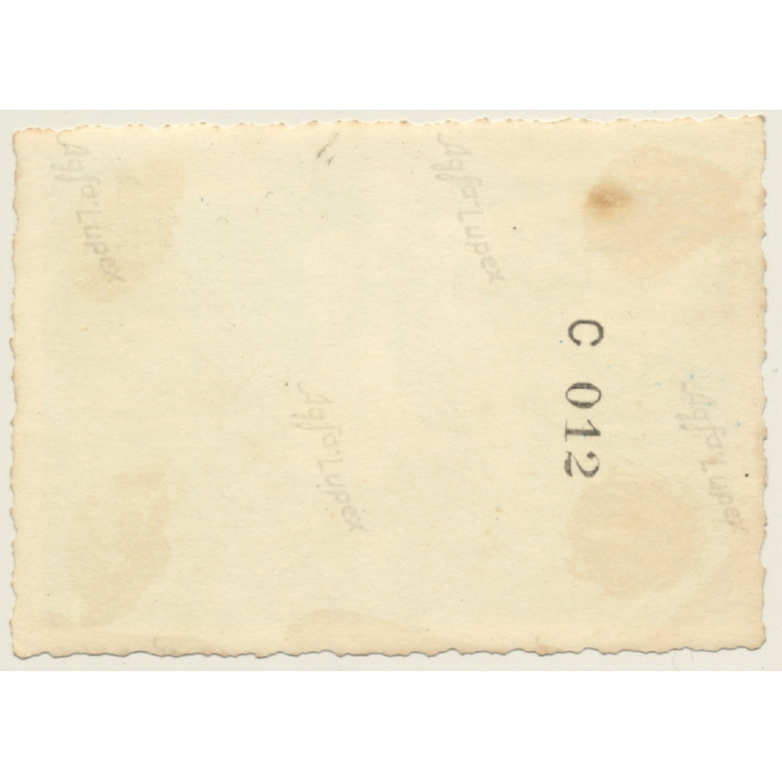 Belgium: Man & Woman Milking Cows / Dairy Farmer (Vintage Photo 1930s)