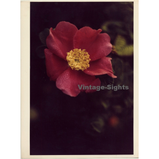 Close-up Of Wild Rose / Heckenrose - Dog Rose (Vintage Photo 1980s WOLFGANG KLEIN ~DIN A3)