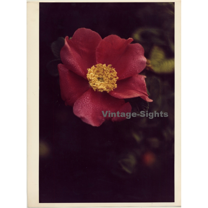 Close-up Of Wild Rose / Heckenrose - Dog Rose (Vintage Photo 1980s WOLFGANG KLEIN ~DIN A3)