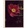 Close-up Of Wild Rose / Heckenrose - Dog Rose (Vintage Photo 1980s WOLFGANG KLEIN ~DIN A3)