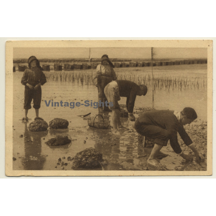 Bassin D'Arcachon / France: La Péche Aux Huitres / Oyster Farming  (Vintage PC 1946)