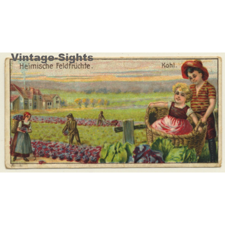 Kallmeyer Dampf-Kaffeerösterei: 1 x Heimische Feldfrüchte (Sammelkarten / Vintage Trading Cards )