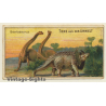 Kallmeyer Dampf-Kaffeerösterei: 1 x Tiere Aus Der Urwelt (Sammelkarten / Vintage Trading Cards )