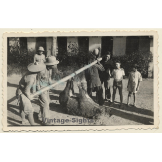 Congo Belge: Colonial Hunters With Dead Boar (Vintage Photo ~1930s/1940s)