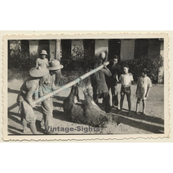 Congo Belge: Colonial Hunters With Dead Boar (Vintage Photo ~1930s/1940s)