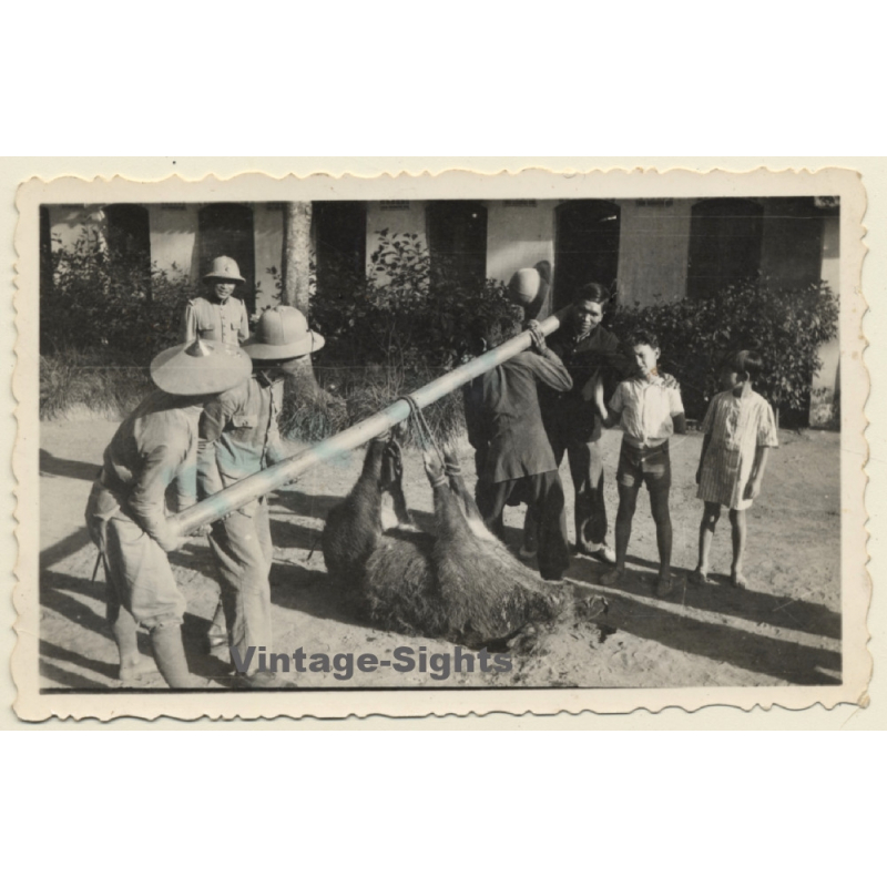 Congo Belge: Colonial Hunters With Dead Boar (Vintage Photo ~1930s/1940s)