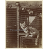 Snapshot: Young Cat In Front Of Aviary (Vintage Photo ~1910s/1920s)