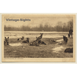 Sanitätshunde Bei Der Rast / Paramedical Dogs (Vintage PC)