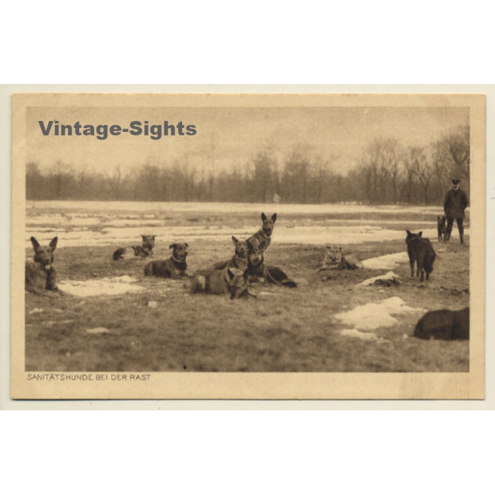 Sanitätshunde Bei Der Rast / Paramedical Dogs (Vintage PC)