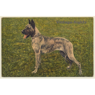 Great Dane / Deutsche Dogge (Vintage PC 1940s/1950s)