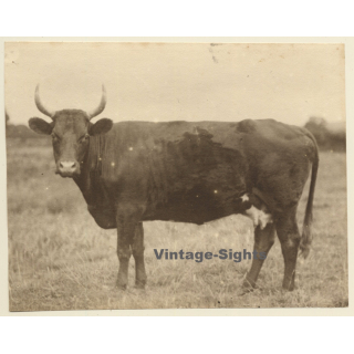 UK: South Devon Cattle*1 / Cow (Vintage Photo Sepia ~1900s)