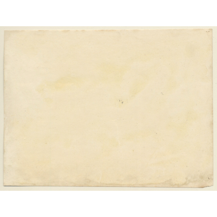 UK: South Devon Cattle*2 / Cow (Vintage Photo Sepia ~1900s)