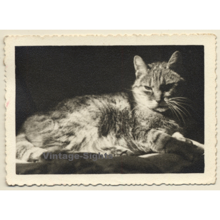 Grey Tiger Cat Chilling In The Sun (Vintage Photo ~1930s/1940s)