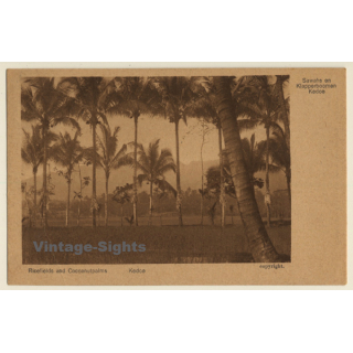 Kedoe / Java: Ricefields And Cocoanutpalms (Vintage PC 1925)