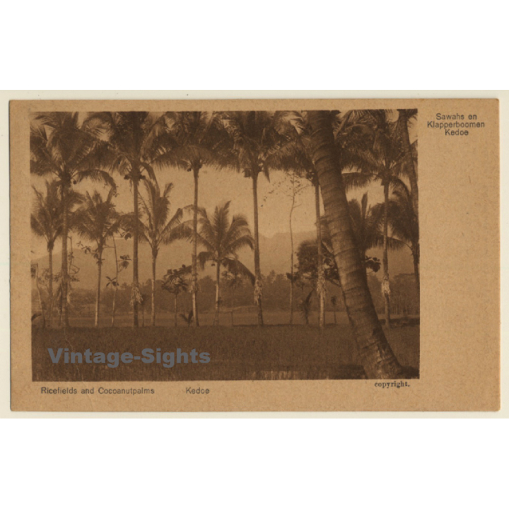 Kedoe / Java: Ricefields And Cocoanutpalms (Vintage PC 1925)