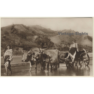 Romania: Tzigane Females With Double Ox / Colectia A.Bellu (Vintage PC ~1930s)