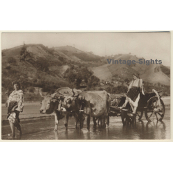 Romania: Tzigane Females With Double Ox / Colectia A.Bellu (Vintage PC ~1930s)