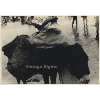 Jerri Bram (1942): Moorish Street Vendor & His Donkey (Vintage Photo 1960s/1970s)