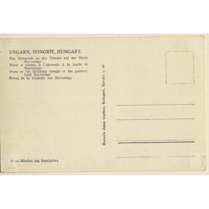 Hortobágy / Hungary: Herd Of Cattle At Scoop Well (Vintage RPPC)