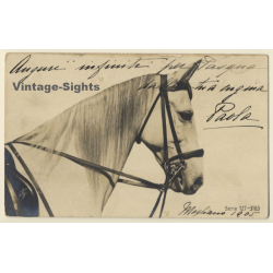 Portrait Of White Horse / Schimmel (Vintage RPPC 1905)