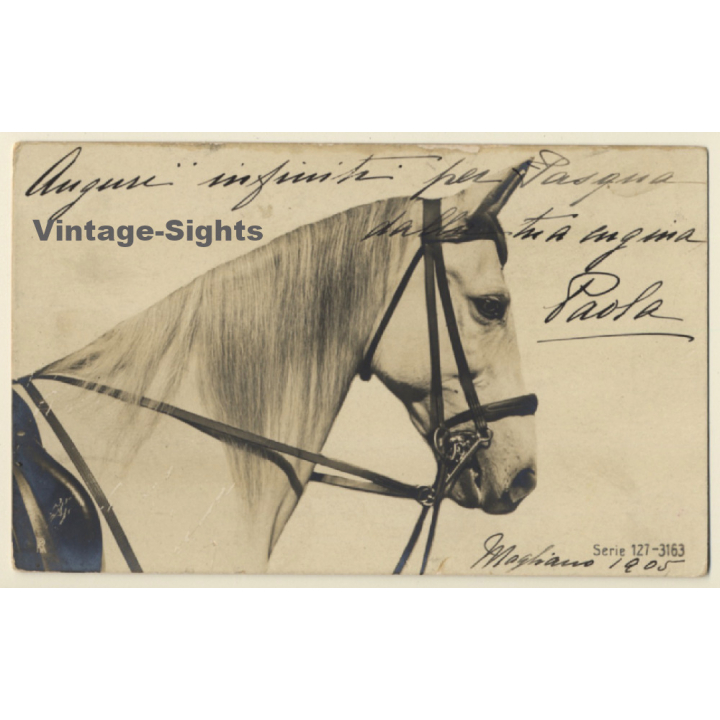 Portrait Of White Horse / Schimmel (Vintage RPPC 1905)