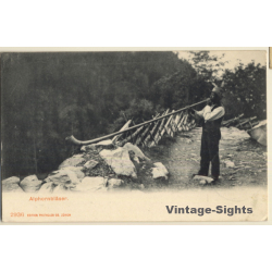 Switzerland: Alphornbläser - Musician (Vintage PC 1905)