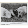 Disney: Bull Terrier, Labrador & Cat 'The Incredible Journey' (Vintage Movie Still)