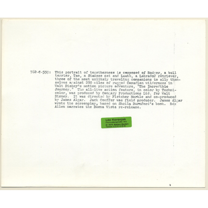Disney: Bull Terrier, Labrador & Cat 'The Incredible Journey' (Vintage Movie Still)