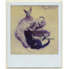 Baby Kittens Drinking From Mother (Vintage Polaroid SX-70 1980s)