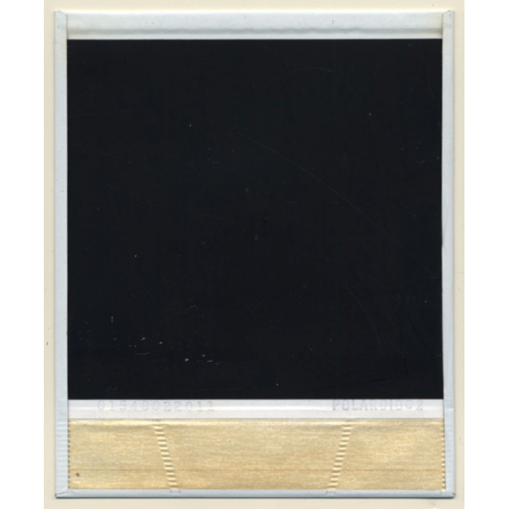 Baby Kittens Drinking From Mother (Vintage Polaroid SX-70 1980s)