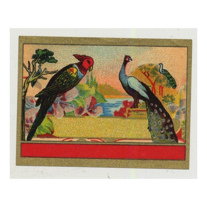 Parrot & Peacock (Vintage Chromo Litho Label ~1910/1920s)