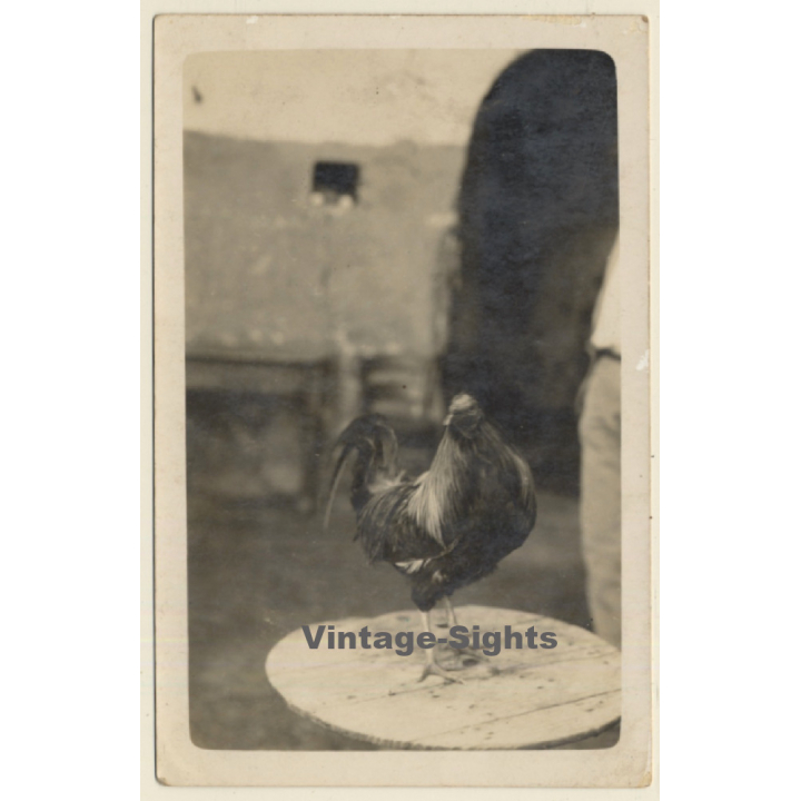 Maria De La Salud / Mallorca: Gallo - Rooster / Foto Mascaró (Vintage RPPC ~1920s)