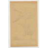 Palm Tree (Vintage Chromo Litho Label ~1910/1920s)