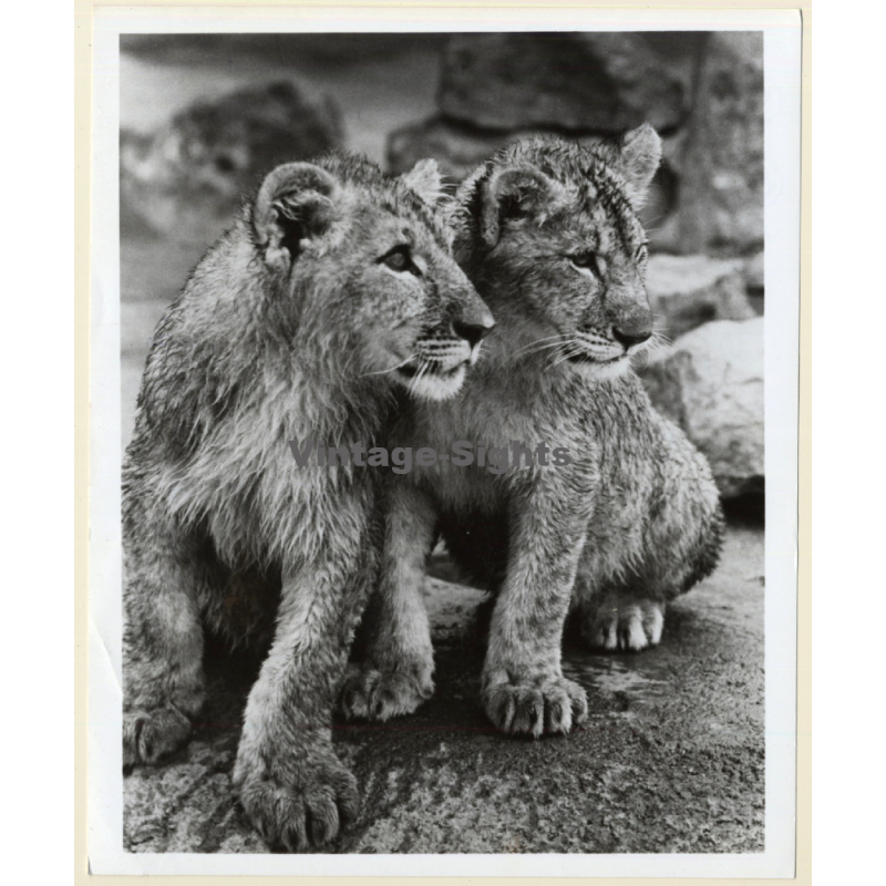 Laguna Hills - California: 2 Lions Cubs At Lion Country Safari (Vintage Press Photo 1970s)