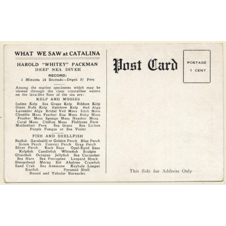 Record Apnoea Diver Harold Whitey Packman (Vintage PC ~1920s)