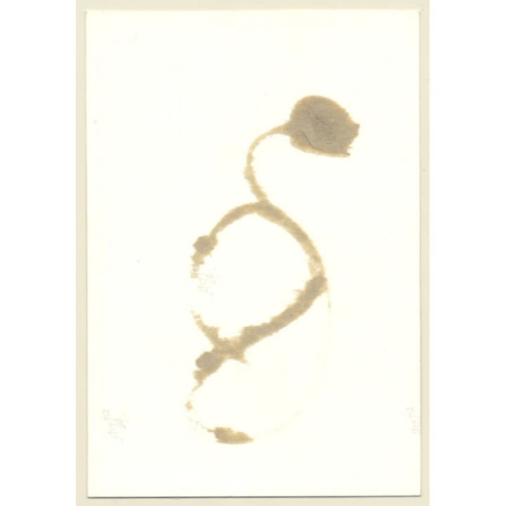 Chubby Nude In Corset With Collar & Leash *5 / Bondage - BDSM (Vintage Photo GDR ~ 1960s)