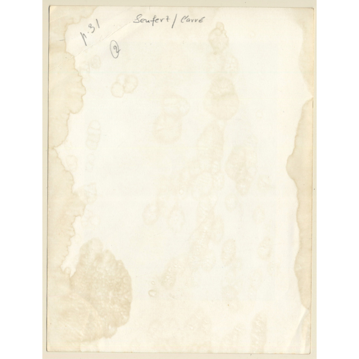 Darkhaired Nude On Checkered Blanket / Hairy Armpits (Vintage Photo: Seufert ~1950s/1960s)