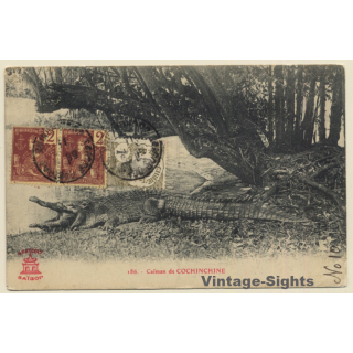 South Vietnam: Caiman Of Cochinchina (Vintage PC 1911)
