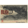 South Vietnam: Caiman Of Cochinchina (Vintage PC 1911)