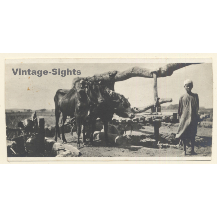 Egypt: Sakia - Zebu Cattle At Well - Native Boy / Ethnic (Vintage RPPC ~1910s/1920s)