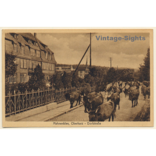 Hahnenklee / Goslar Im Harz: Dorfstraße - Rinder (Vintage PC 1921)
